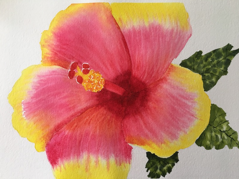 hibiscus